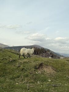 Ireland